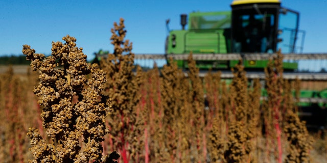 In this Sept. 13, 2016 photo, farmer Sam McCullough uses his combine to harvest quinoa near Sequim, Wash. Quinoa, a trendy South American grain, barely has a foothold in American agriculture, but a handful of farmers and university researchers are working toward changing that. (AP Photo/Ted S. Warren)