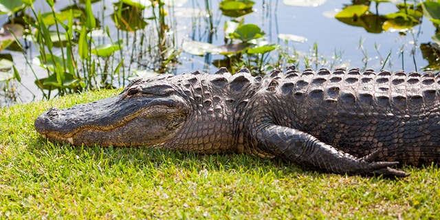 The incident reportedly occurred Aug. 26 when Timothy Kepke, 27, of Hobe Sound was out with his friend Noah Osborne, 22, who caught the reptile (not pictured).