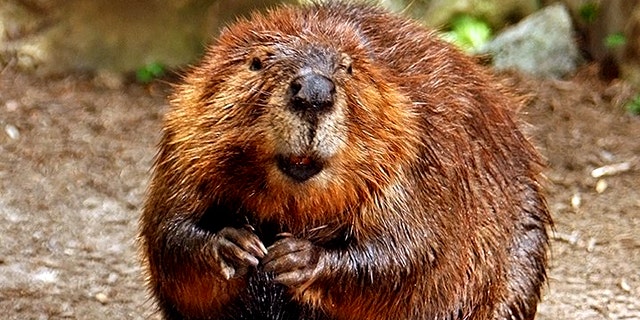 Three people were bitten by a rabid beaver last week in Philadelphia before the animal was killed -- and game wardens remain stumped about the "truly bizarre" attacks.