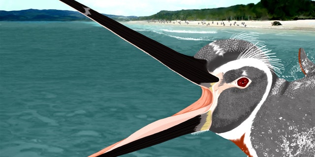 An artist's reconstruction of Inkayacu paracasensis -- a giant, colorful penguin relative.