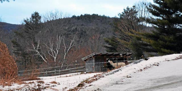 In this Jan.19, 2015 photo, an animal stands in a shed on the grounds of Butterfield Farm Co., in Cornwall, Conn., where more than 70 dead animals have been found since the state Department of Agriculture seized 74 sickly goats from the property in January. Tara Bryson and Michael Hearl, both of West Suffield, face prosecution on animal cruelty charges in Bantam Superior Court in Litchfield. They are free on bond. (AP Photo/The Register Citizen, Amanda Webster) MANDATORY CREDIT.