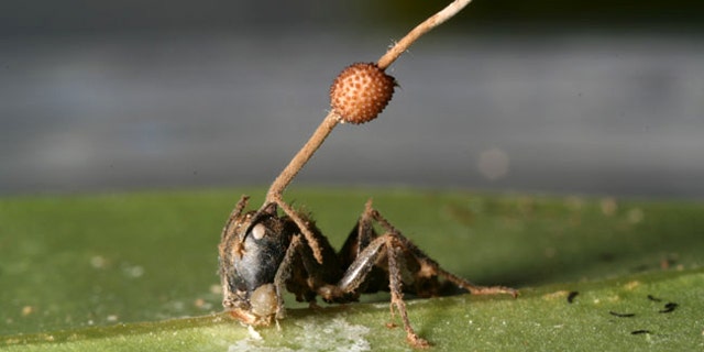 A parasitic fungus stalk erupted from the head of a dead carpenter ant whose jaws are gripping the underside of a leaf's major vein.