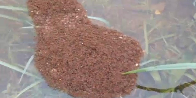 File photo - a floating 'ant island'