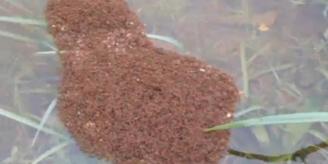 File photo - a floating 'ant island'