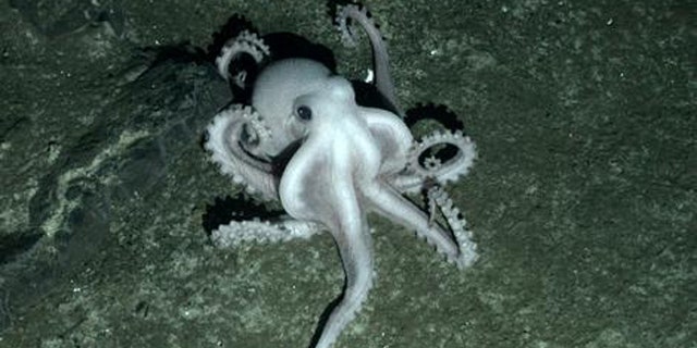 Lost World' of Sea Creatures Discovered Near Antarctica | Fox News Lost World' of Sea Creatures Discovered Near Antarctica | Fox News