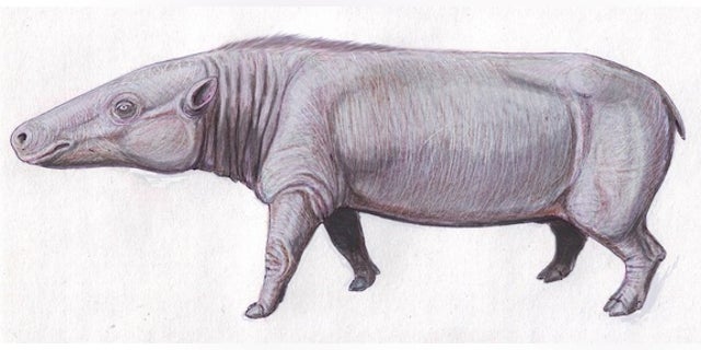 The anthrocothere, shown here, is believed to be a common ancestor to hippos.