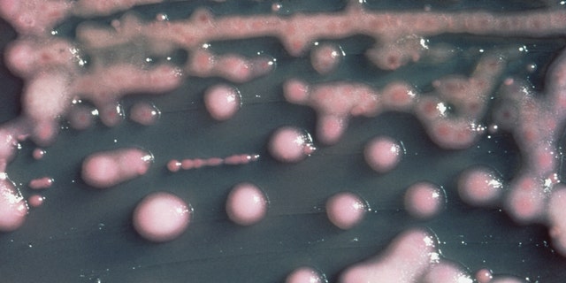 In this undated photo provided by the Centers for Disease Control and Prevention is one form of CRE bacteria,  sometimes called nightmare bacteria. CRE bacteria is blamed for 600 deaths each year, and can withstand treatment from virtually every type of antibiotic. (AP Photo/Centers for Disease Control and Prevention)
