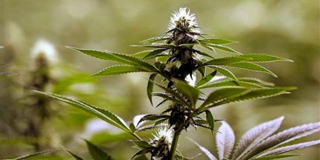 A flower nearly ready for harvest sits atop a mature marijuana plant at the Pioneer Production and Processing marijuana-growing facility in Arlington, Wash.