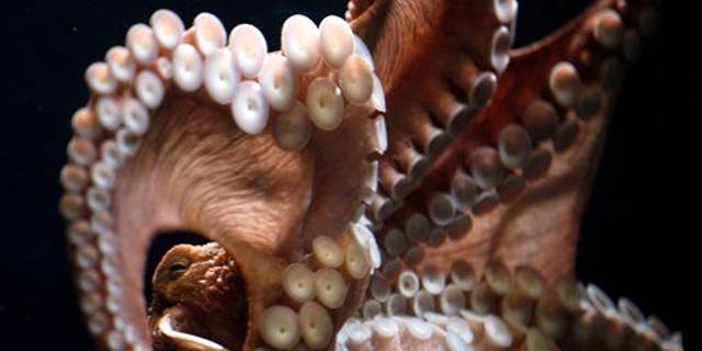 A giant Pacific octopus.