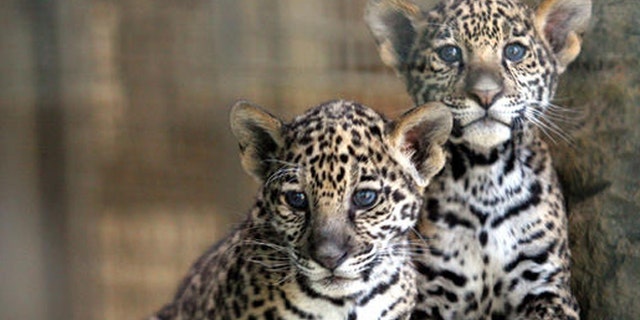 Two 9-week-old jaguar cubs look out from their exhibit at the Stone Zoo in Stoneham, Mass., Thursday, May 25, 2006. (AP Photo/Mary Schwalm)