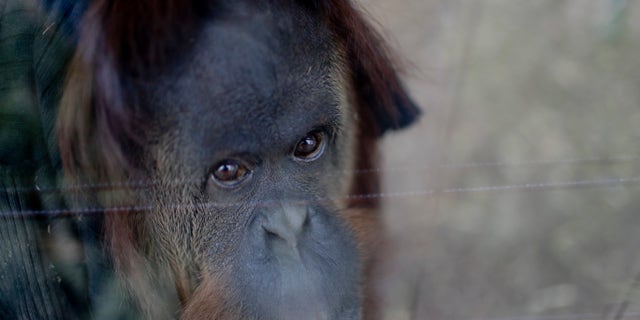 Sandra in her enclosure at an eco-park in Buenos Aires, Argentina, on Sept. 13, 2016.