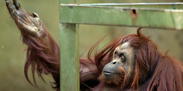 Sandra the orangutan sits in her enclosure at Buenos Aires' Zoo in Argentina.