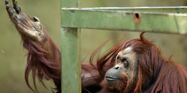 Sandra the orangutan sits in her enclosure at Buenos Aires' Zoo in Argentina.