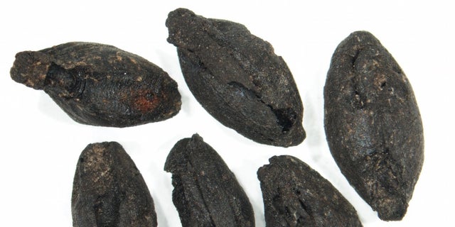 A handful of sprouted cereal grains discovered at a Bronze Age site in Argissa, Greece. The scale bar is 0.04 inches (1 millimeter).