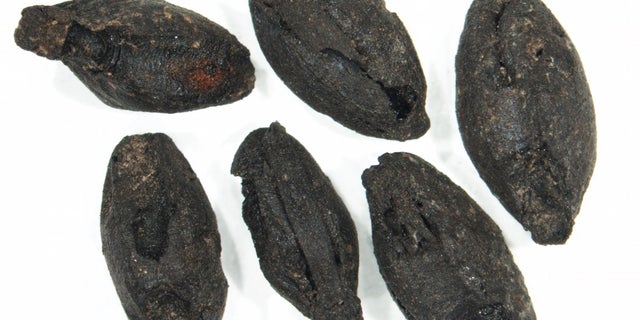 A handful of sprouted cereal grains discovered at a Bronze Age site in Argissa, Greece. The scale bar is 0.04 inches (1 millimeter).