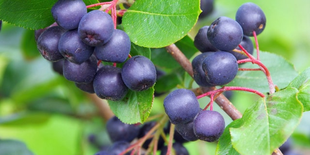 Aronia super berry, also known as a chokeberry.
