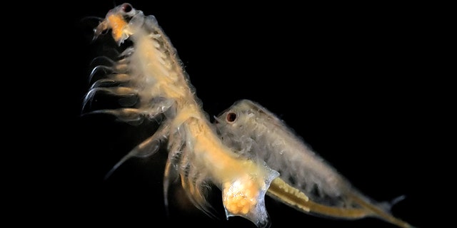 Artemia salina, or brine shrimp, frolic in a lab.