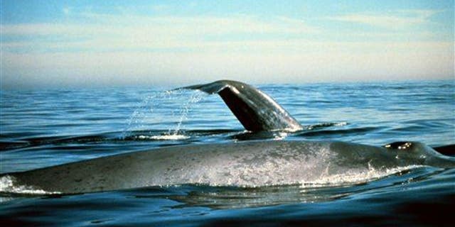 Blue whales are seen in the Gulf of the Farallones National Marine Sanctuary in California.