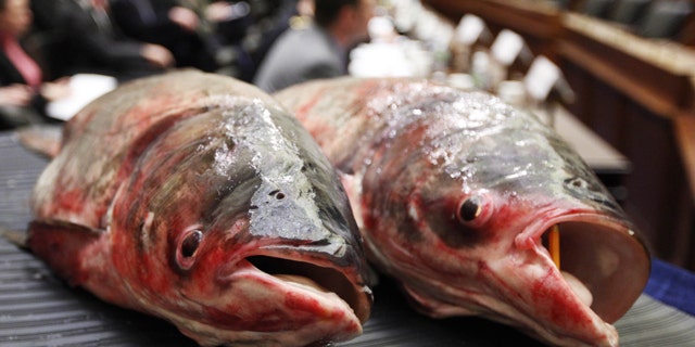 State and federal agencies are at war with the Asian carp, an invasive fish species that can grow up to five feet and weigh more than a hundred pounds. (AP)