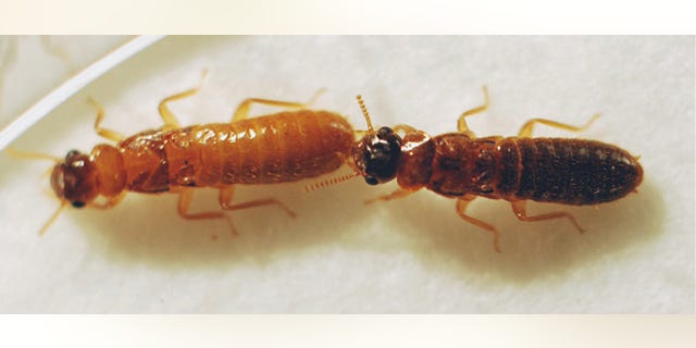 A male Asian termite (right) and female Formosan termite (left) mating together.