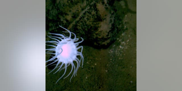 This handout photo shows the flat bottom of the Mariana Trench, on the edge, but not quite on the bottom of the deepest place on Earth.