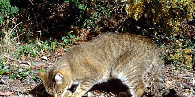 In 2015, the Australian government announced a plan to kill 2 million feral cats by 2020, according to a recent report from The New York Times. Feral catsÂ have invaded almost the whole continent and have been severely damaging to native species. (AP Photo/Department of the Environment, C. Potter)