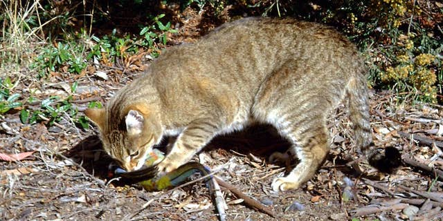 In this undated photo provided by the Department of the Environment, a feral cat catches and eats a crimson rosella bird at an unknown location in Australia. Researchers have found that much of the Australian species' decline coincided with the introduction of two animals: the feral cat, which sailors brought to Australia on ships as a means of pest control, and red foxes, brought to the continent for hunting. (AP Photo/Department of the Environment, C. Potter) EDITORIAL USE ONLY