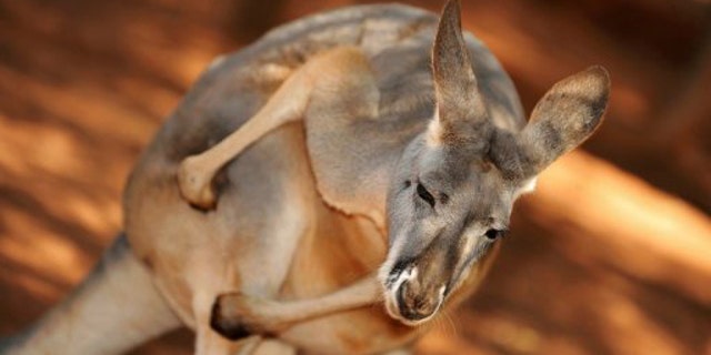 An Australian red kangaroo.