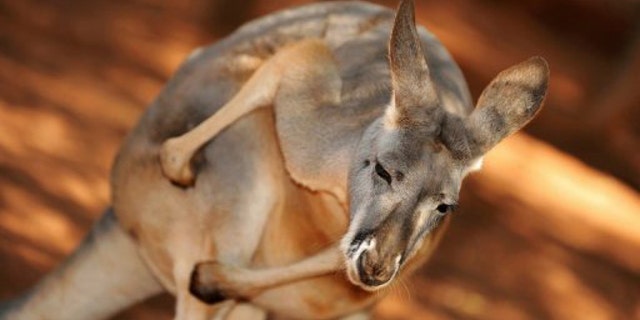 An Australian red kangaroo.