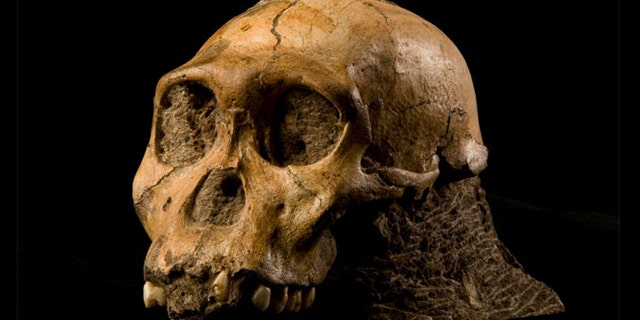 The cranium of the newly identified species, Australopithecus sediba, was found at the Malapa site, South Africa.