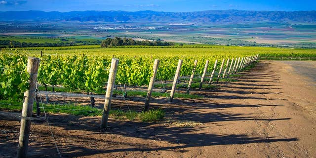 5 Wineries You Need To Know In Californias Santa Lucia Highlands Fox