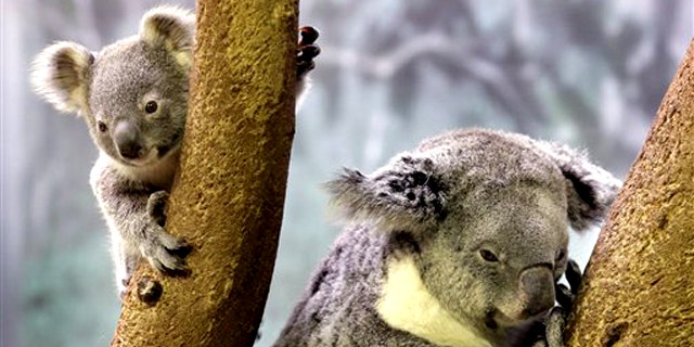May 7,  2010: A 9-month-old baby koala, left, ventures from his mother at the Cleveland Metroparks Zoo in Cleveland. The zoo's other adult koala also has a baby in her pouch.