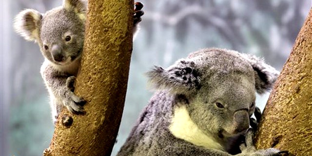 May 7, 2010: A 9-month-old baby koala, left, ventures from his mother at the Cleveland Metroparks Zoo in Cleveland. The zoo's other adult koala also has a baby in her pouch.
