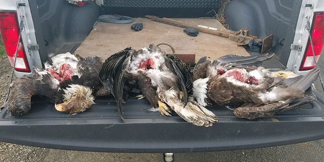 Oregon State Police found three bald eagles fatally shot in Tagent last month.