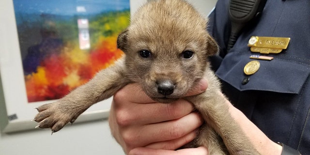 Police in Illinois shared a snap of a “puppy” on social media -- as well as its true identity.