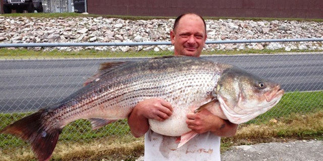 Massive Striped Bass Caught In Missouri Sets State Record Fox News