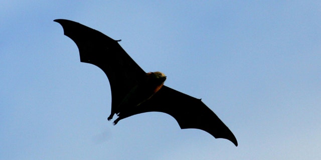 SYDNEY, AUSTRALIA - MARCH 20: A Grey-Headed Flying Fox flies through the air at the Royal Botanic Gardens March 20, 2008 in Sydney, Australia. Flying Foxes, or fruit bats, have taken up permanent roosts in the Botanic Gardens, causing major damage to heritage trees in the park. The Royal Botanic Gardens has begun a program to deter the flying foxes from roosting, as there are now some 11,000 bats roosting in the park. Deterents include noise to disturb sleep patterns, plastic bags attached to branches of trees, strobe lights, odours, and the playing of taped distress calls. (Photo by Ian Waldie/Getty Images)