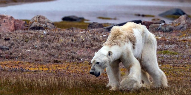 An image of the emaciated polar bear
