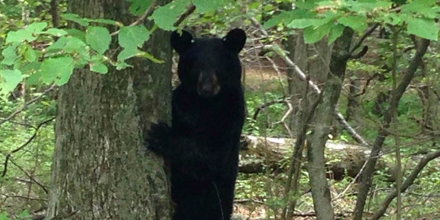 A black bear stands in a wooded area in Newton, New Jersey, July 12, 2015.  New Jersey, the U.S. State most densely populated by humans, is also thick with black bears, and wildlife officials are set to vote on August 11, 2015 on a plan to expand hunting season months after the state's first fatal attack.  Photo taken July 12, 2015.  REUTERS/Barbara Goldberg - RTX1NW04