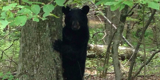 A black bear stands in a wooded area in Newton, New Jersey, July 12, 2015. New Jersey, the U.S. State most densely populated by humans, is also thick with black bears, and wildlife officials are set to vote on August 11, 2015 on a plan to expand hunting season months after the state's first fatal attack. Photo taken July 12, 2015. REUTERS/Barbara Goldberg - RTX1NW04