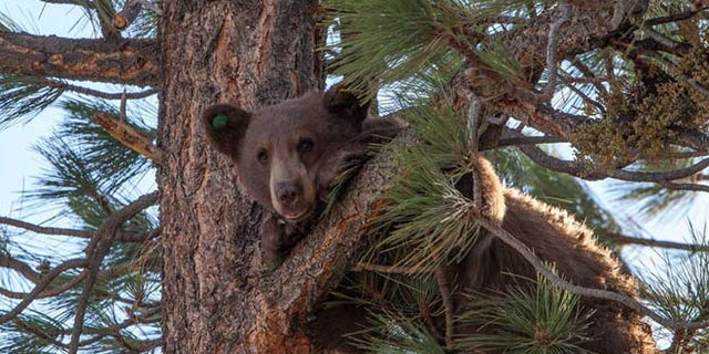 Aug 9, 2013: In this photo provided by Nevada Department of Wildlife, a yearling male black bear runs up a tree.