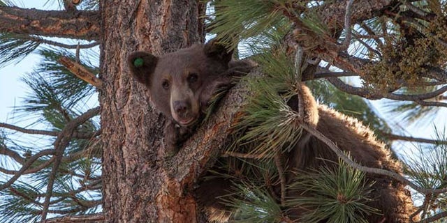 Aug 9, 2013: In this photo provided by Nevada Department of Wildlife, a yearling male black bear runs up a tree.