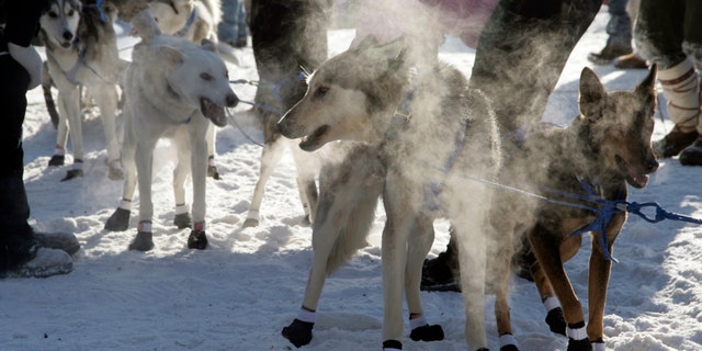 The mushing team of Joanna Oberg, of Ignace, Ontario, Canada, fills the starting line area with steam from their breath, as they prepare to depart from the starting line of the John Beargrease Sled Dog Marathon, in Duluth, Minn., on Sunday, Jan. 30, 2011. (AP)