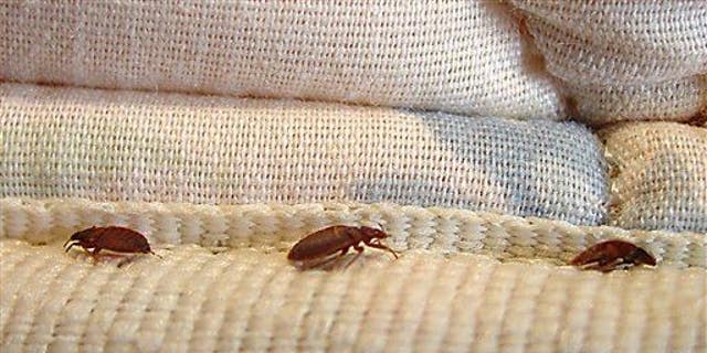 Despite the itchy rise to prominence of bedbugs around New York City, officials have long been limited in what they could do to get negligent landlords to address the spread of the minuscule critters. On Tuesday, March 29, 2011, city officials announced a policy change that could leave landlords facing harsher penalties.