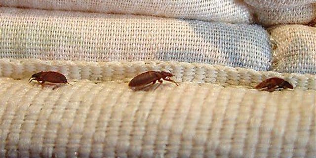Despite the itchy rise to prominence of bedbugs around New York City, officials have long been limited in what they could do to get negligent landlords to address the spread of the minuscule critters. On Tuesday, March 29, 2011, city officials announced a policy change that could leave landlords facing harsher penalties.