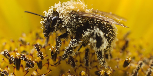 A bee collects pollen from a sunflower.