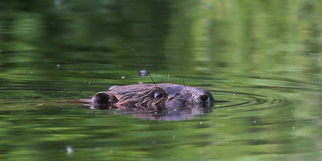 May 26, 2013: A beaver swimming in a pond in the forest near the village of Lovtsevichi.