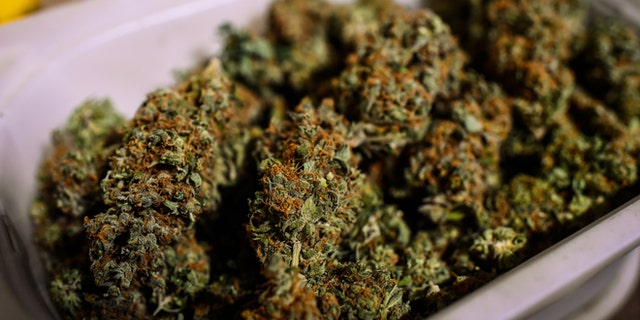 BARCELONA, SPAIN - AUGUST 22: Marijuana buds named 'Old School' are seen in a cannabis club on August 22, 2014 in Barcelona, Spain. Under Spanish law marijuana can be consumed and grown for personal use. According to self-regulated Cannabis Associations of Catalonia (FEDCAC) and Cannabis Associations Federation of Catalonia (CATFAC) there are currently more than 650 cannabis clubs in Spain, 55 of which are regulated under the Code of Good Practice by these associations. The clubs are for members only, who have to be Spanish residents over 21 years of age, and who are introduced to the club by an existing member. More than half of the cannabis clubs can be found in Barcelona, where authorities are have imposed a one-year moratorium on new licenses for cannabis associations and it is searching for new ways to regulate these clubs as they are becoming increasingly popular. (Photo by David Ramos/Getty Images)