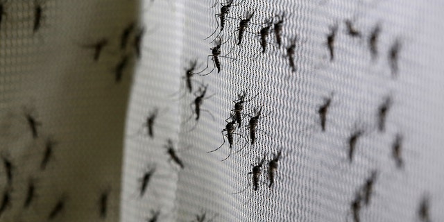 Researchers from the University of Washington are having a box full of mosquitoes feed on participants to help develop a new vaccine for malaria. 