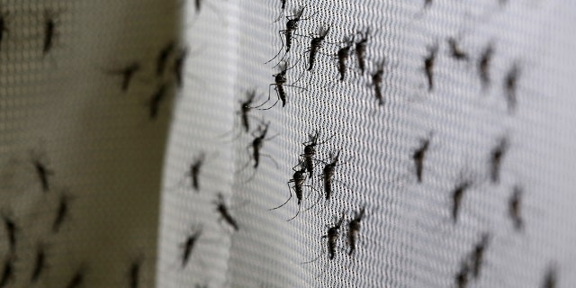 Researchers from the University of Washington are having a box full of mosquitoes feed on participants to help develop a new vaccine for malaria.